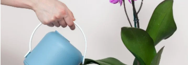 Person gießt eine Orchidee mit einer Gießkanne.